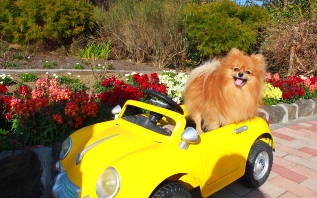 dog-car