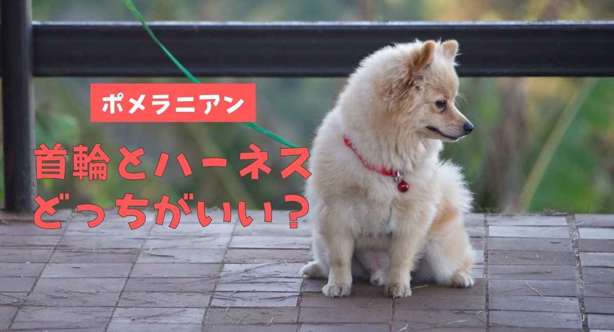 ポメラニアンは首輪とハーネスどっちがいい