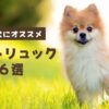 小型犬にオススメ【ペットリュック】６選！お出かけ人気アイテム！ポメラニアン・チワワ・トイプードル